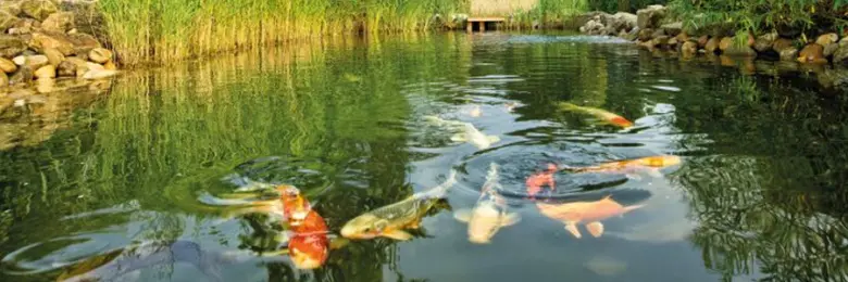 Koi rybičky plavou v krásném jezírku obklopeném zelení.