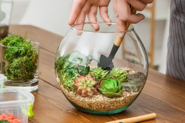 Succulent terrarium assembly