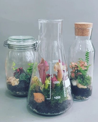 Tři skleněné nádoby s mini zahradami pro florárium jako dekorace